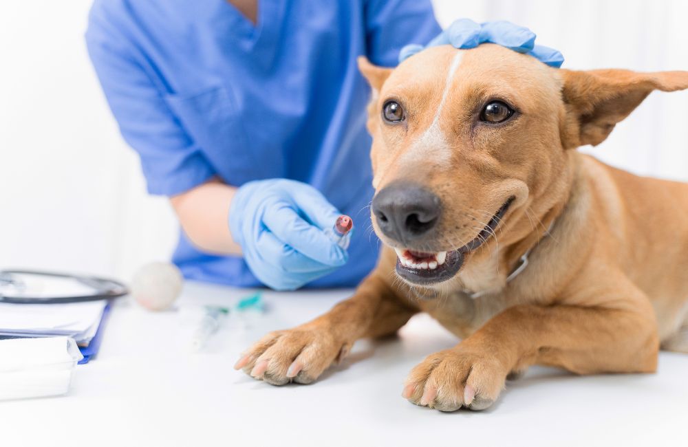 Alergia u psa